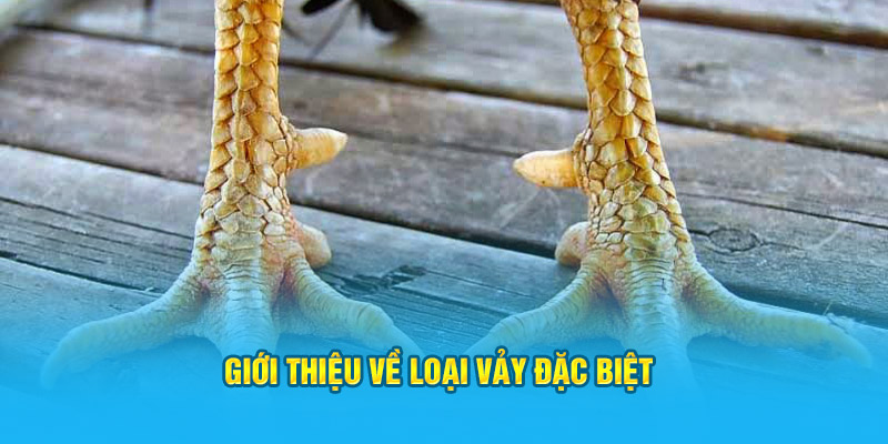 Giới thiệu về loại hình thức đặc biệt của kê